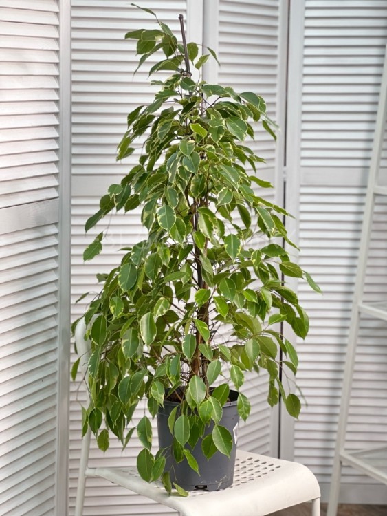 Фикус бенджамина Голден Кинг ⌀21 105 см 