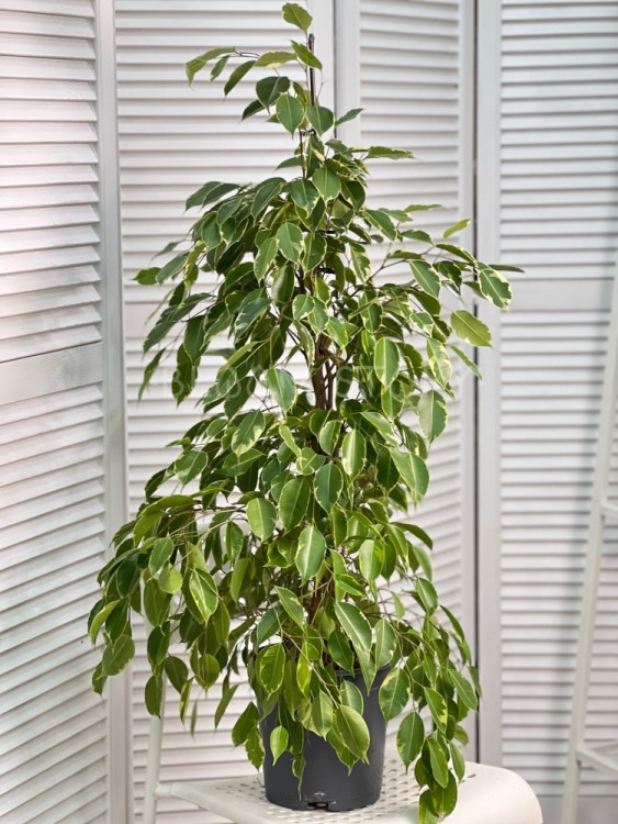 Фикус бенджамина Голден Кинг ⌀21 105 см 