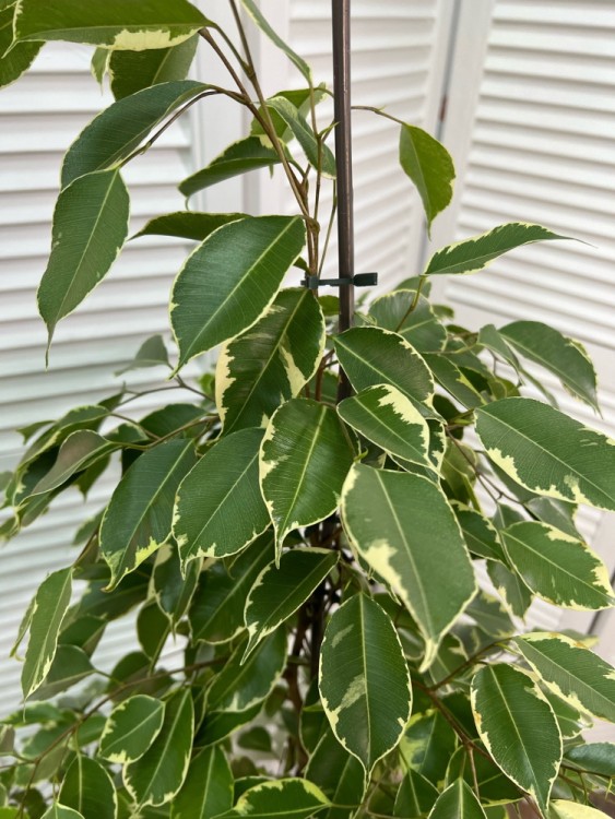 Фикус бенджамина Голден Кинг ⌀21 105 см 