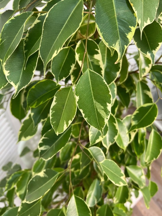 Фикус бенджамина Голден Кинг ⌀21 105 см 