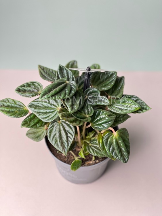Пеперомия Амазонас ⌀12 20 см 