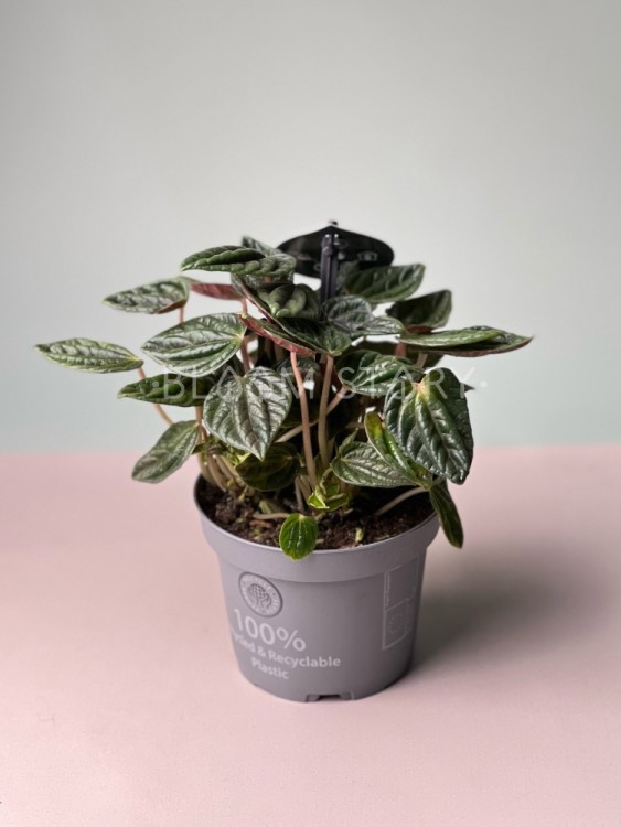 Пеперомия Амазонас ⌀12 20 см 