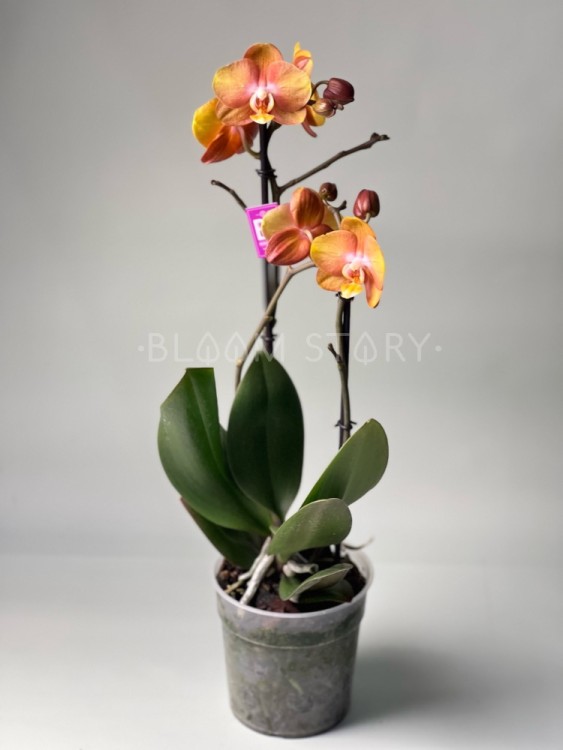 Орхидея Фаленопсис Лас Вегас ⌀12 50 см 