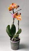 Орхидея Фаленопсис Лас Вегас ⌀12 50 см 