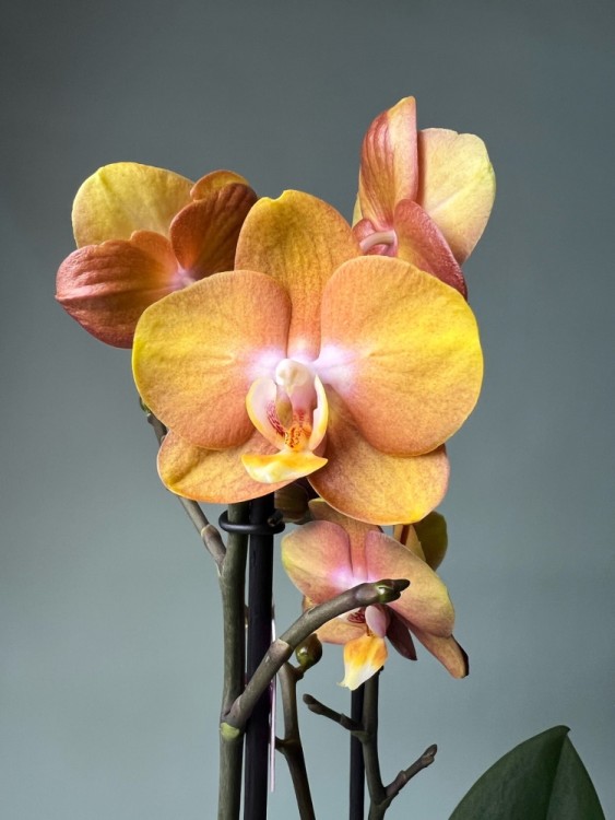 Орхидея Фаленопсис Лас Вегас ⌀12 50 см 