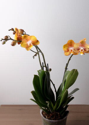 Орхидея Фаленопсис Лас Вегас ⌀12 50 см