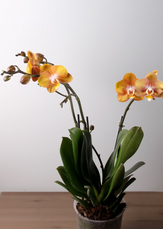 Орхидея Фаленопсис Лас Вегас ⌀12 50 см 