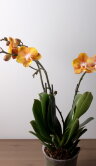 Орхидея Фаленопсис Лас Вегас 3 ст 