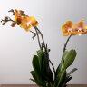 Орхидея Фаленопсис Лас Вегас 3 ст 
