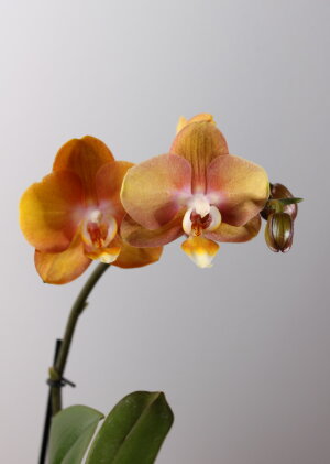 Орхидея Фаленопсис Лас Вегас
