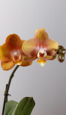 Орхидея Фаленопсис Лас Вегас 
