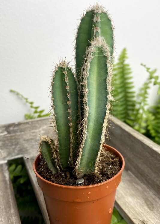 Цереус Валидус ⌀5  