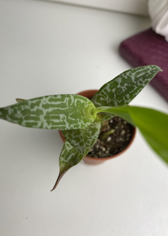 Ледебурия Общественная ⌀5 