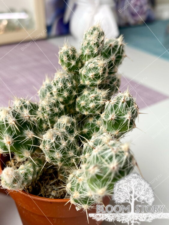 Коринопунция Бульбиспина ⌀5 