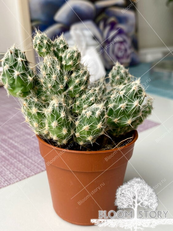 Коринопунция Бульбиспина ⌀5 