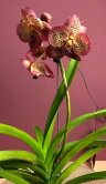 Орхидея Ванда подвесная красная 