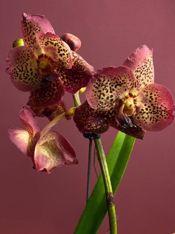 Орхидея Ванда подвесная красная 