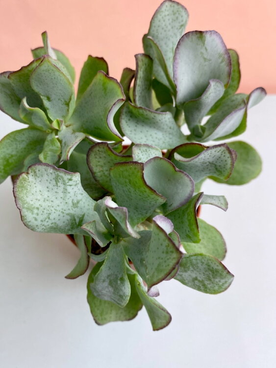 Крассула Ундулатифолия ⌀8 15 см 