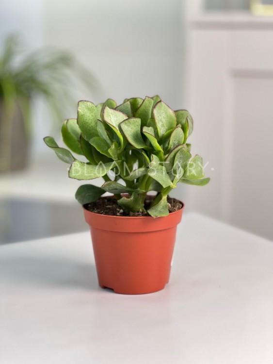 Крассула Ундулатифолия ⌀8 15 см 