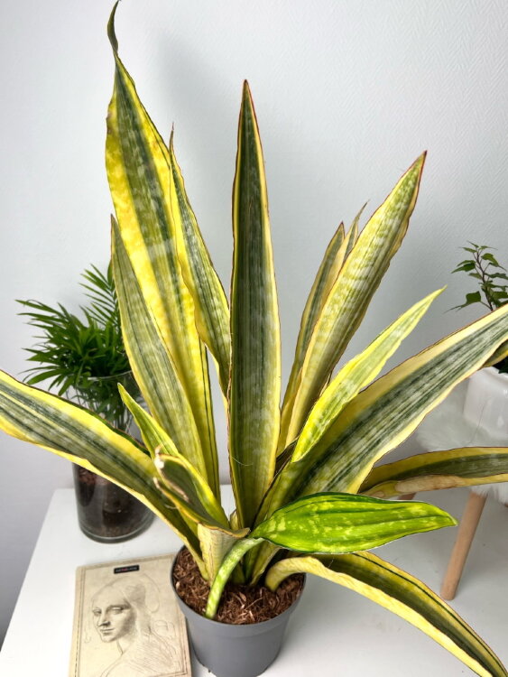 Сансевиерия Лорен ⌀14 50 см 