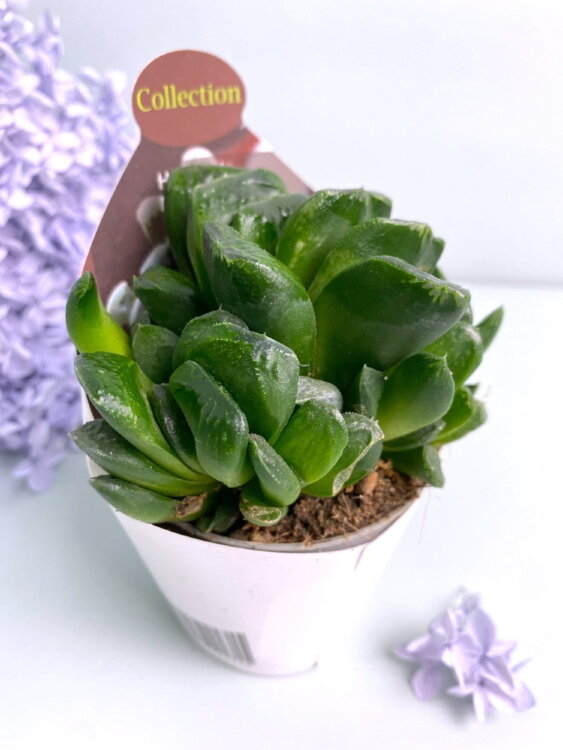 Хавортия Маугани ⌀7 