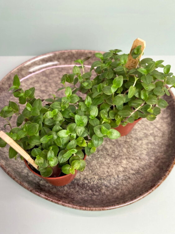 Каллизия Репенс Тартл ⌀5 