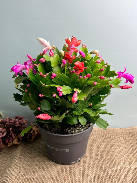 Декабрист Карнавал трио ⌀17 