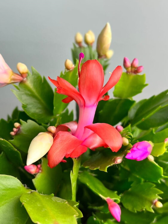 Декабрист Карнавал трио ⌀17 