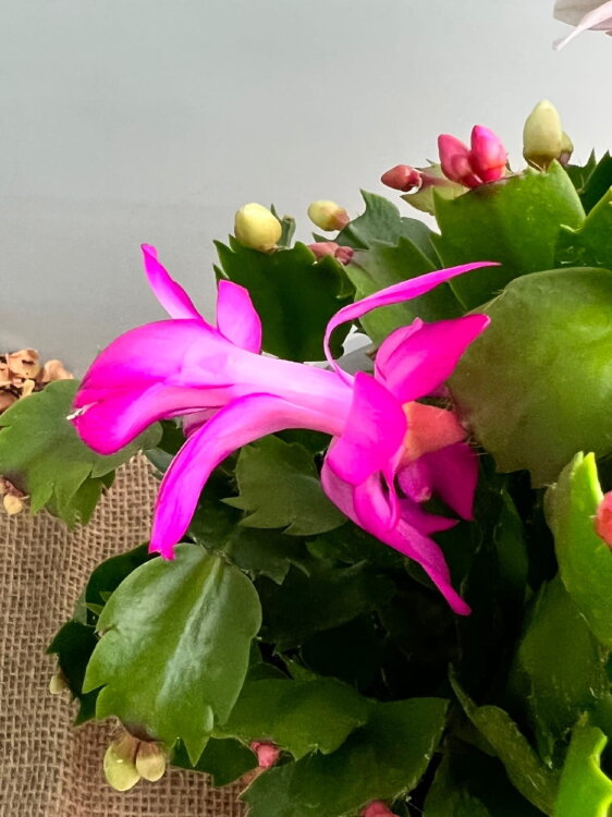 Декабрист Карнавал трио ⌀17 