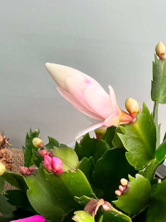 Декабрист Карнавал трио ⌀17 