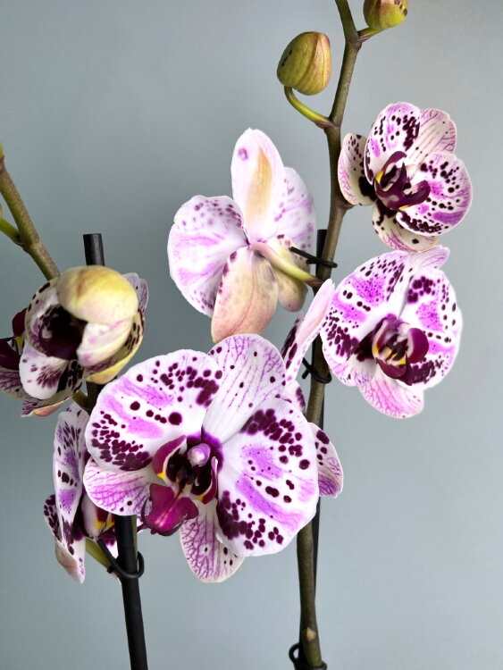 Орхидея Фаленопсис Эйфория ⌀12 60 см 