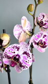 Орхидея Фаленопсис Эйфория ⌀12 60 см 