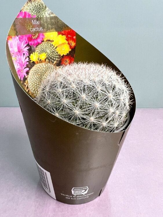 Маммиллярия Кандида ⌀7 