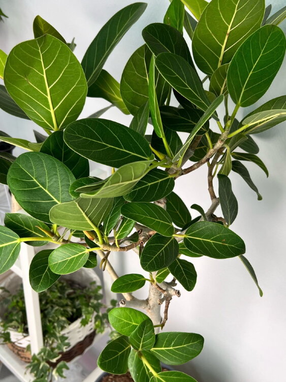 Фикус Бенгальский Одри штамб ⌀21 90 см 