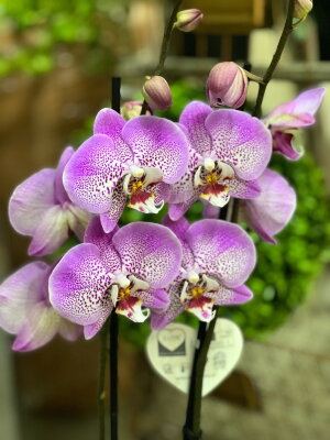 Орхидея Фаленопсис Джиллиан ⌀12 60 см