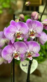 Орхидея Фаленопсис Джиллиан ⌀12 60 см 