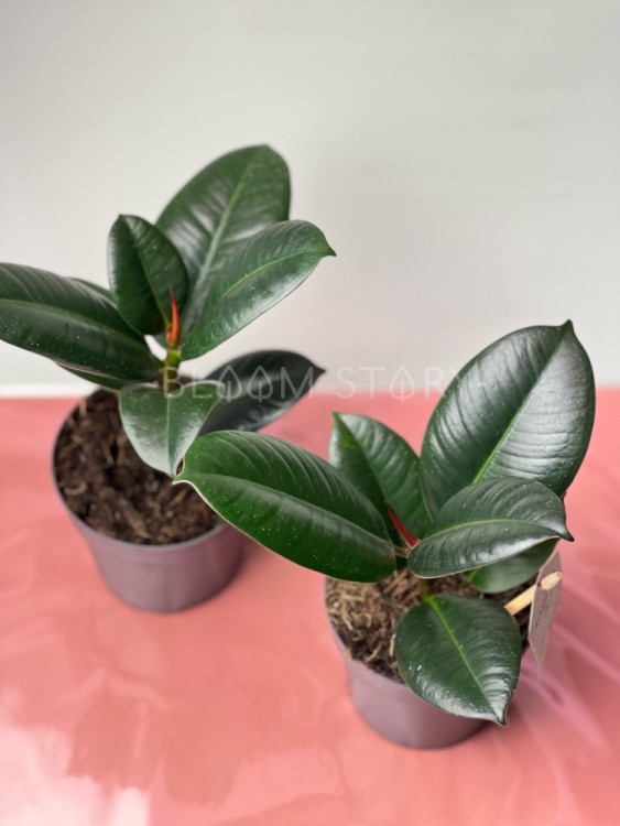 Фикус Эластика София ⌀12 30 см 