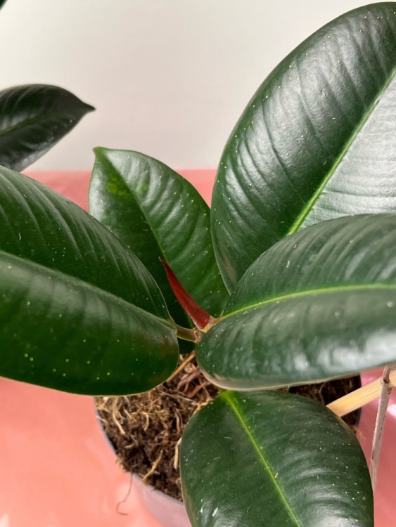 Фикус Эластика София ⌀12 30 см 