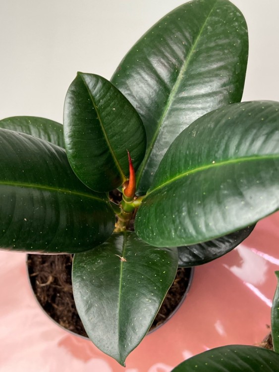 Фикус Эластика София ⌀12 30 см 