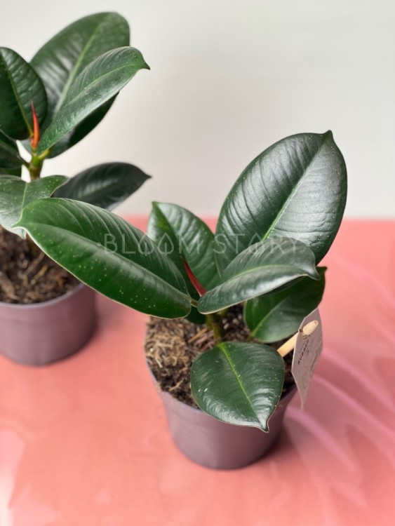 Фикус Эластика София ⌀12 30 см 