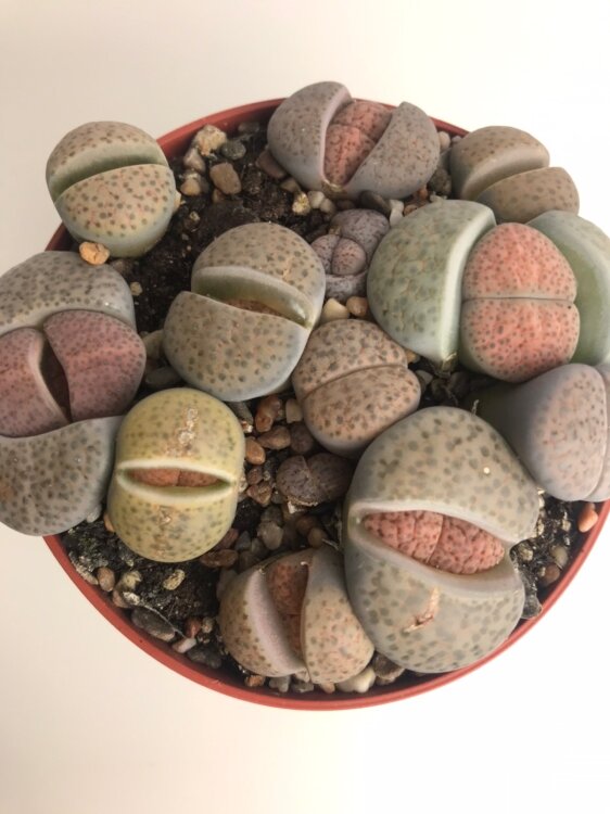 Литопс Живой камень Люкс ⌀8 