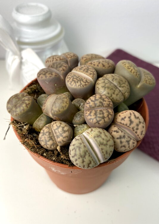 Литопс Живой камень Люкс ⌀8 