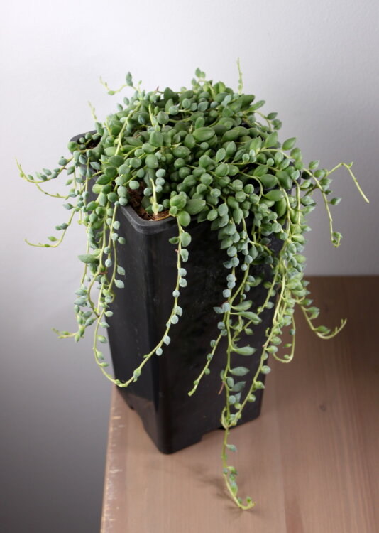 Сенецио Херреанус ⌀12 