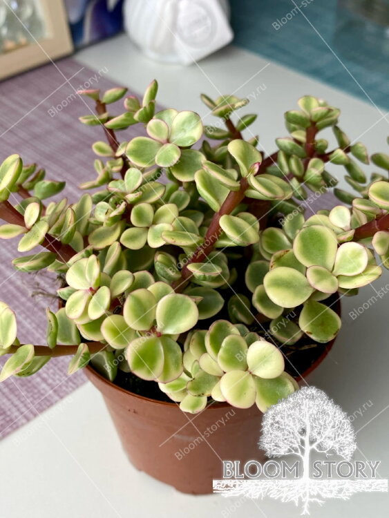 Портулакария Афра вариегатная ⌀10 