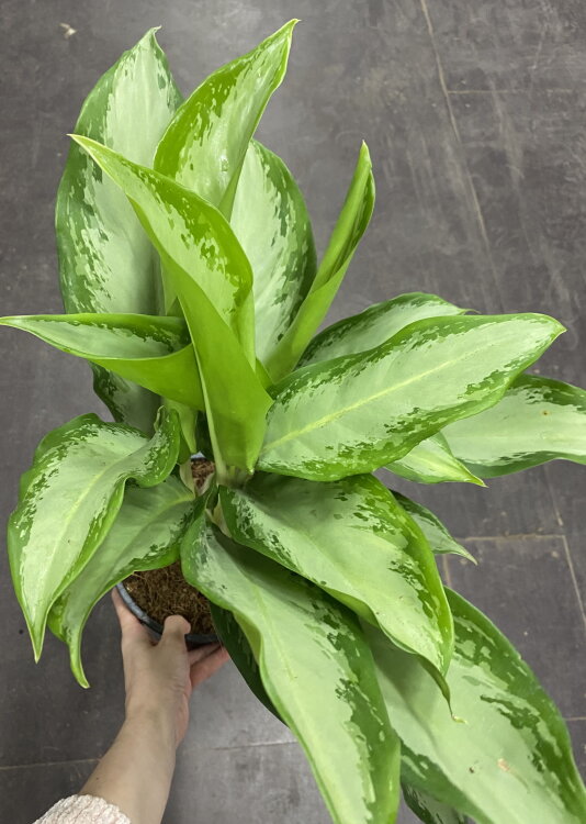 Аглаонема Клеопатра ⌀17 65 см 