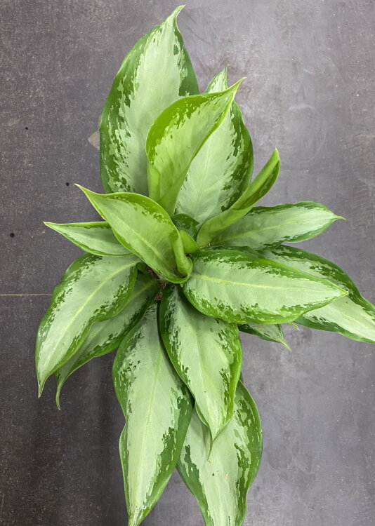 Аглаонема Клеопатра ⌀17 65 см 