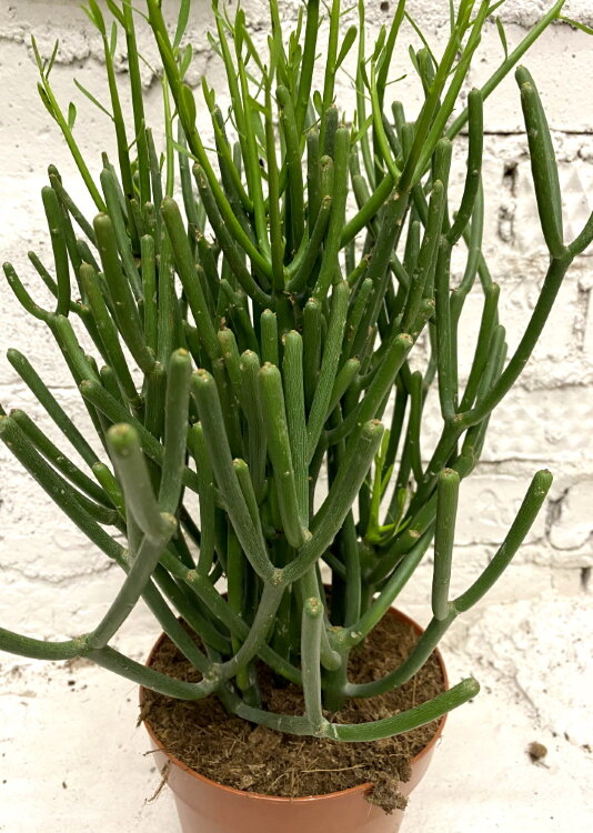 Эуфорбия Тирукалли ⌀17 50 см 