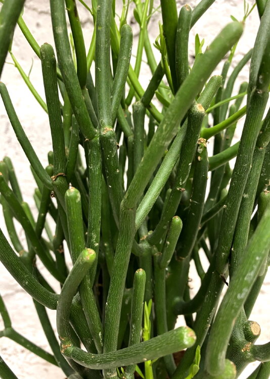 Эуфорбия Тирукалли ⌀17 50 см 