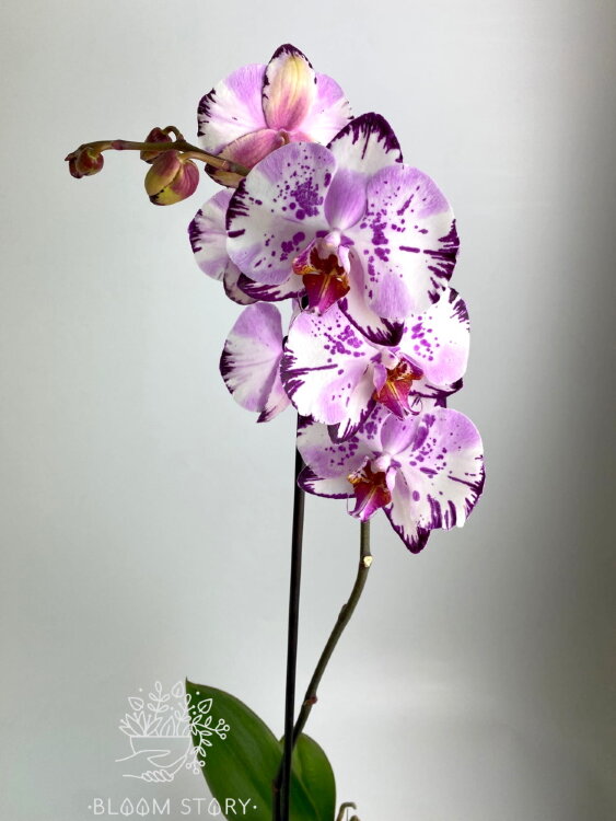 Орхидея Фаленопсис Мэджик 1 ст 