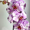 Орхидея Фаленопсис Мэджик 1 ст 